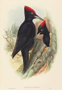Dzięcioł czarny (Dryocopus martius)