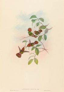 Błyszcząca Kokietka autorstwa John Gould and H.C. Richter