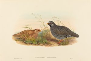 Malacoturnix superciliosus (przepiórka górska)