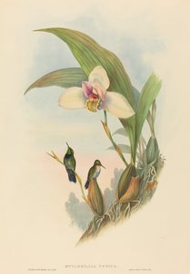 Myiabeillia typica (Koliber Abeille