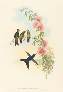 Ramphomicron microrhyncha (Thornbill drobnodzioby) autorstwa John Gould and H.C. Richter