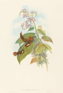 Migoczący Koliber autorstwa John Gould and H.C. Richter