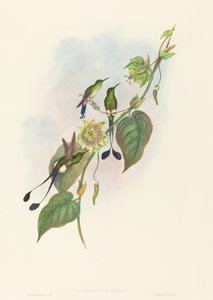 Spathura underwoodi (Rakieta białonoga) autorstwa John Gould and H.C. Richter
