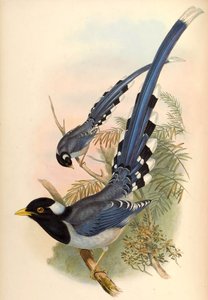 Żółtodzioby Niebieska Sroka Urocissa flavirostris (Blyth) autorstwa John Gould and Henry C. Richter