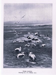 Eiders zaloty, Nature in Britain, wydane przez Collins, 1946