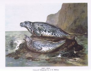 Grey Seals, Nature in Britain, wyd. Collins, 1946