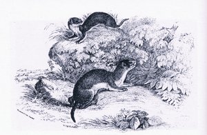 Studies of Badgers, Nature in Britain, wydane przez Collins