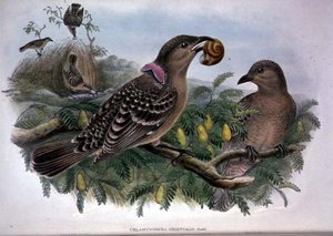 Chlamydera orientalis (kolor lito) autorstwa John and Hart William Gould