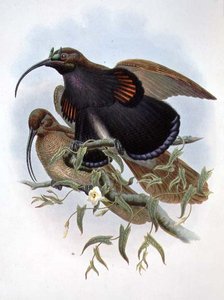 Drepanornis Albertisi (kolor lito) autorstwa John and Hart William Gould