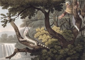 Mexican Lizard Catcher, grawerowane przez Matthew Dubourga (fl.1785-1820), wydane przez Edwarda Orme, 1813