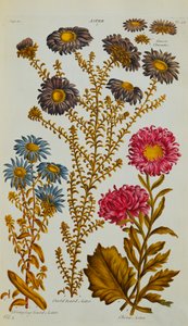 Aster, 1759-73 autorstwa John Hill