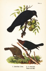 wrona amerykańska , Corvus brachyrhynchos 1 i kowboj brązowogłowy , Molothrus ater , samica 2 i samiec 3