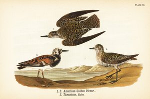 Amerykańska Siewka Złota, Niedziela Deszczowa 1,2 i Kamień Rumiany, Kamień Tłumacza Piasku 3 autorstwa John James (after) Audubon