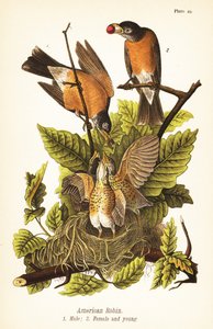 Rudzik amerykański, Turdus migratorius, samiec 1, samica 2 i młode w gnieździe