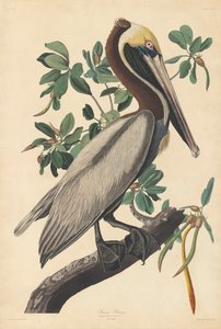 Pelikan brunatny autorstwa John James (after) Audubon