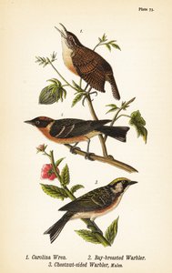 Carolina strzyżyk, Thryothorus ludovicianus 1, pokrzewka gniady, Setophaga castanea 2, pokrzewka kasztanowata, Setophaga pensylvanica 3