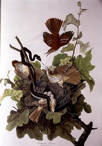 Drozd podgorzałkowy, z „Birds of America”, grawerowane przez Roberta Havella (1793-1878) (kolorowy grawerunek) autorstwa John James (after) Audubon