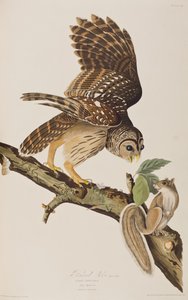 Ilustracja z „Birds of America” Johna Jamesa Audubona autorstwa John James (after) Audubon