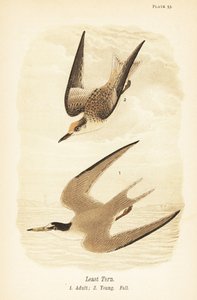 Rybitwa najmniejsza, Sternula antillarum, dorosły 1, młody, upierzenie jesienne 2 autorstwa John James (after) Audubon
