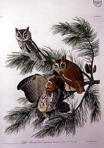 Sowa piszcząca z „Birds of America”, grawerowana przez Roberta Havella (1793-1878) (kolorowa grawerunek) autorstwa John James (after) Audubon