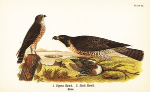Merlin, Falco columbarius 1 i sokół wędrowny z kaczką, Falco peregrinus 2 autorstwa John James (after) Audubon
