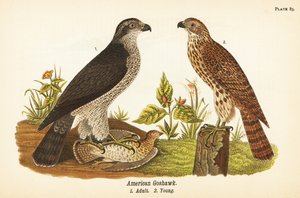 jastrząb gołębiarz północny, Accipiter gentilis, jastrząb amerykański, dorosły z ofiarą 1, młody 2