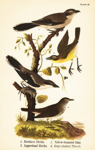 gąsiorek, Lanius borealis 1, gaj żółtopierśny, Icteria viridis 2, gąsiorek, Lanius japonicus autorstwa John James (after) Audubon