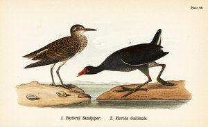 Brodzik piersiowy , Calidris melanotos 1 i pospolita gallinule , Gallinula galeata 2 autorstwa John James (after) Audubon