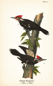 Dzięcioł smużony, Dryocopus pileatus, samiec 1, samica 2 autorstwa John James (after) Audubon