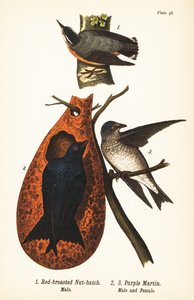 Kowalik pospolity, Sitta canadensis, samiec 1 i purpurowa martin, Progne subis, samiec 2 i samica 3 autorstwa John James (after) Audubon