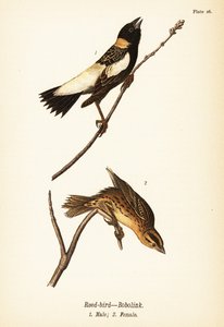 Reed-bird lub bobolink, Dolichonyx oryzivorus, samiec 1, samica 2 autorstwa John James (after) Audubon