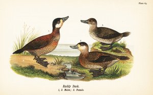 Kaczka rumiana, Oxyura jamaicensis, samce 1,2 i samice 3 autorstwa John James (after) Audubon