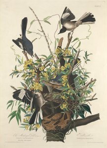 Przedrzeźniający Ptak autorstwa John James (after) Audubon