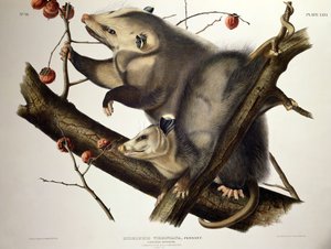 Opos z Wirginii, z „Cworonogów Ameryki”, rytowany przez Johna T. Bowena (1801-c.56) 1845 (kolorowy grawerunek) autorstwa John James (after) Audubon