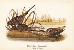 kszyk Wilsona lub kszyk zwyczajny, Gallinago delicata, samce 1, samice 2 autorstwa John James (after) Audubon
