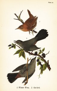 Strzyżyk ozimy, Troglodytes hiemalis 1 i kocic szary, Dumetella carolinensis cat-bird 2 autorstwa John James (after) Audubon