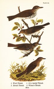 Drozd leśny, Hylocichia mustelina 1, drozd Swainsona, Catharus ustulatus 2, drozd oliwkowy lub drozd pustynny, Catharus guttatus 3 i drozd śniady lub drozd Wilsona, Catharus fuscescens 4 autorstwa John James (after) Audubon