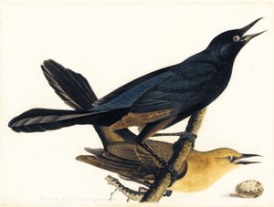 Para wapień ogoniastych autorstwa John James Audubon
