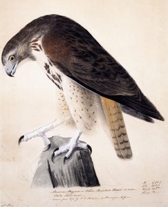 myszołów amerykański lub jastrząb biały, autorstwa John James Audubon