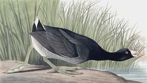 American Coot, Fulica Americana, z „Ptaków Ameryki” Johna J. Audubona, wyd. 1827-38 autorstwa John James Audubon