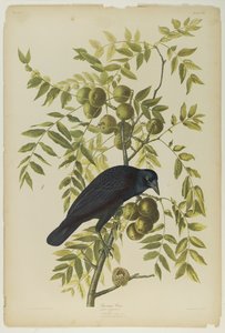 American Crow, wydrukowane przez Juliena Biena i wydane przez Roe Lockwood & Son, 1861 (chromolitografia) autorstwa John James Audubon