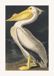 Pelikana amerykański z książki „Ptaki Ameryki” (1827) autorstwa John James Audubon
