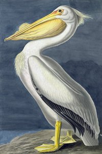 American White Pelican, Pelecanus Erythrorhynchos, z „Ptaki Ameryki” Johna J. Audubona, wyd. 1827-38 autorstwa John James Audubon