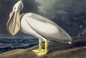 American White Pelican, Pelecanus Erythrorhynchos, z „Ptaki Ameryki” Johna J. Audubona, wyd. 1827-38 autorstwa John James Audubon