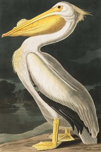 American White Pelican, Pelecanus Erythrorhynchos, z „Ptaki Ameryki” Johna J. Audubona, wyd. 1827-38 autorstwa John James Audubon