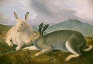 Zając polarny, ok. 1841 (pióro i czarny tusz z akwarelą i farbą olejną na papierze) autorstwa John James Audubon