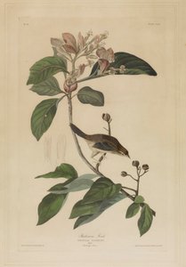 Łuszczak Bachmana autorstwa John James Audubon