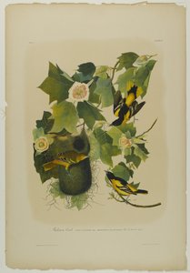 Baltimore Oriole, wydrukowane przez Juliena Biena i wydane przez Roe Lockwood & Son, 1861 (chromolitografia) autorstwa John James Audubon