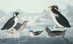 Guillemot czarnogardły, alczyk szlachecki, alczyk kędzierzawy, guillemot rogaty, czerpany z natury autorstwa John James Audubon