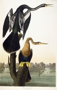 Czarnobrzuchy Darter, 1836 autorstwa John James Audubon